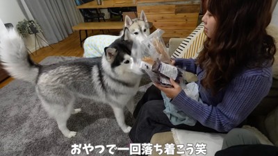 おやつを持った女性の前に並ぶ2匹のハスキー犬