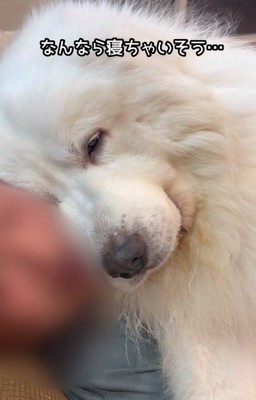 眠そうなアレンくん