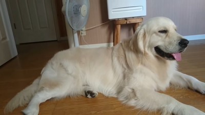 扇風機の前を独り占めするギンちゃん3