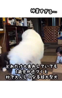 女の子が近づくと喧嘩を止めるシュシュちゃん7