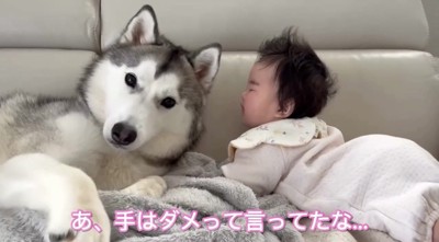 赤ちゃんの隣で飼い主を見る犬