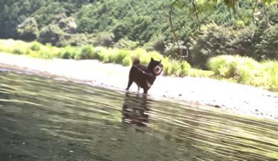 川岸を歩く犬