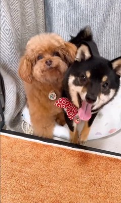 もっちゃん&ふーちゃんのハウス3