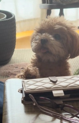 舌が出てるボムさん