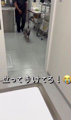 立って歩けてる！