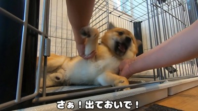 おにぎりくんの散歩拒否6