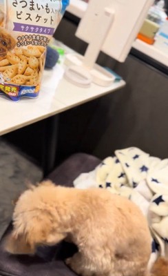 くまちゃんに「おやつほしいの？」と聞いたら8