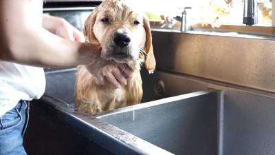 るこる君の初シャンプー6