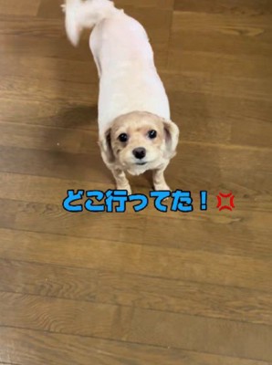「どこに行ってた!」