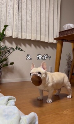 煽られたはち君4