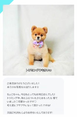 人懐こさが伝わるトリミング記録