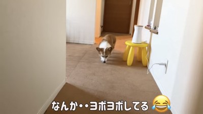 歩く犬