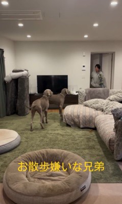 お散歩を嫌がるノアくん&ノエルくん4