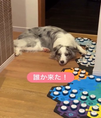 飼い主を見つめる犬1