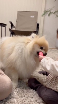 女の子が持っているおもちゃを咥える犬