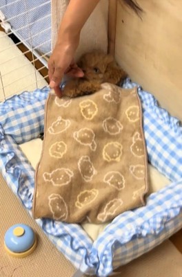 ベッドで仰向けになる犬に布団をかけているところ