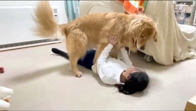 横になっている女の子の上に乗る大型犬