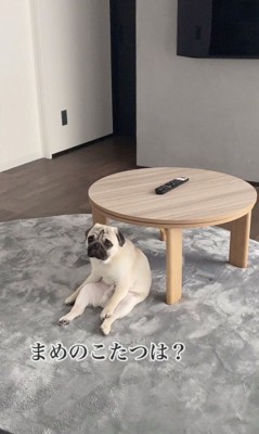 まめのこたつは？