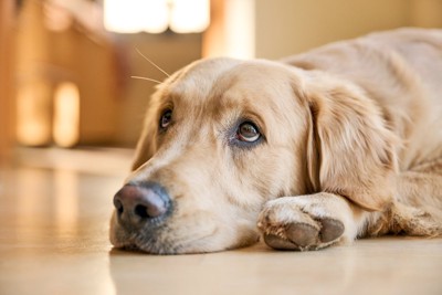 伏せながら上目遣いで見つめる犬