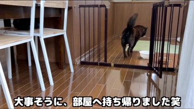 おやつを自分の部屋に咥えて持っていく犬