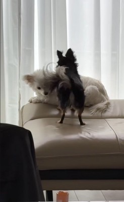 ココちゃんを遊びに誘うランコちゃん5