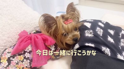 散歩に行く気の桜ちゃん