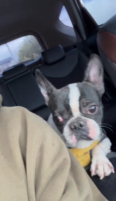 さまようフレンチブルドッグを発見