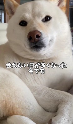 大好きなお兄ちゃんに会いたい