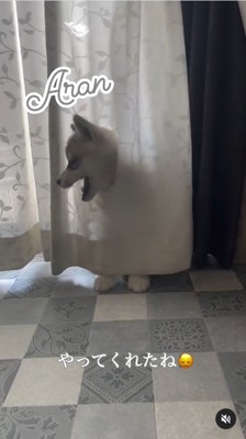 カーテンに穴を開けて顔を突っ込んでいるシベリアンハスキー子犬