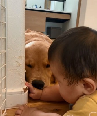 赤ちゃんの手に鼻をのせるこむぎくん