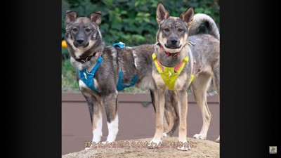 詩音くんと花音ちゃんが幸せを掴むまで⑩