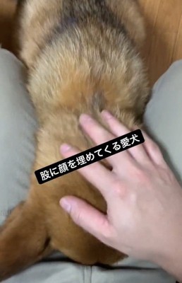 わんこをなでる飼い主さん