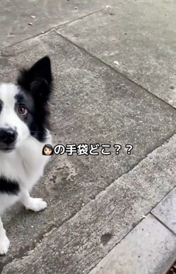 パパの話を聞くワンコ