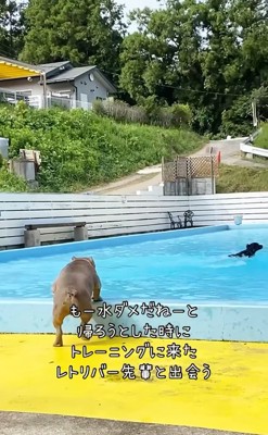 トレーナーと大型犬を見つめる中型犬