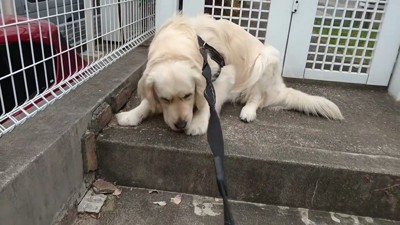 病院を嫌がるギンちゃん4