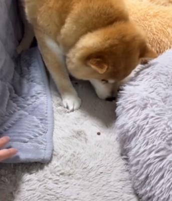おやつを食べる犬