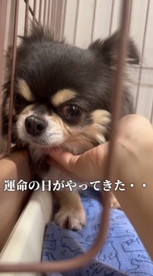 首を撫でているスタッフを見つめる犬