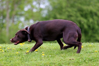 しっぽを下げ気味に歩く犬