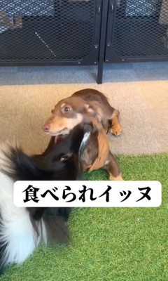 大型犬に首元を噛まれるダックス