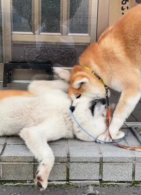 横になっている秋田犬の首を噛むもう1匹の秋田犬