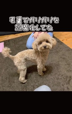 アジソン病のぱんちゃん