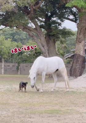 ルナちゃんについて回る♪
