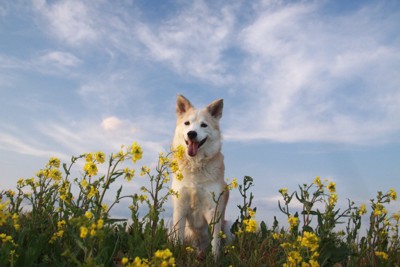 花と犬