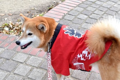 法被を着ている犬