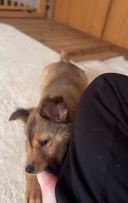 足を甘噛みするクルミちゃん