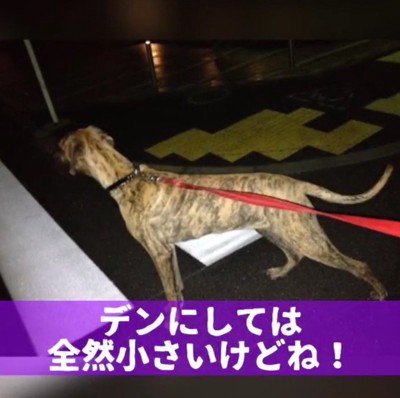 肉付きがよくなってきた犬