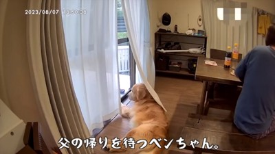 お父さんを待つベンツくん