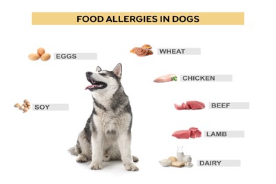 犬とアレルゲンの食材
