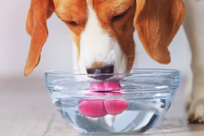 ガラスボウルの水を飲む犬