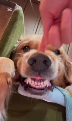 つくしちゃんの怒り顔2